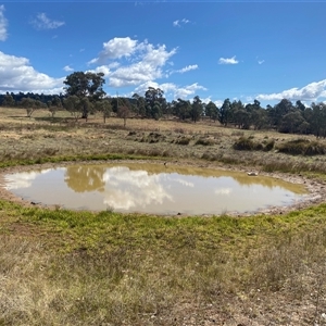 FrogWatch survey at DUF200: Narrabundah Hill North - 9 Oct 2024