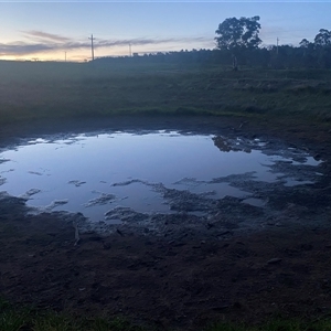 FrogWatch survey at DUF200: Narrabundah Hill North - 26 Oct 2024