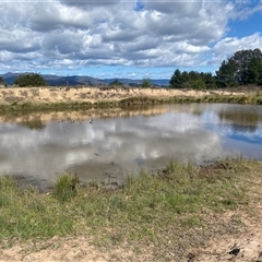 FrogWatch survey at DUF100: Narrabundah Hill South - 30 Sep 2024