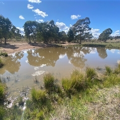 FrogWatch survey at DUF100: Narrabundah Hill South - 30 Sep 2024