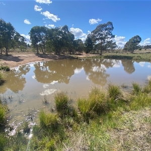 FrogWatch survey at DUF100: Narrabundah Hill South - 30 Sep 2024