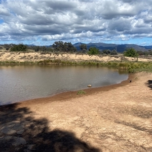 FrogWatch survey at DUF100: Narrabundah Hill South - 30 Sep 2024