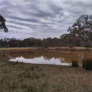 FrogWatch survey at MFL005: 250m N of Woolshed - 27 Oct 2024