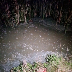 FrogWatch survey at BON100: Stranger Pond, Bonython - 22 Oct 2024