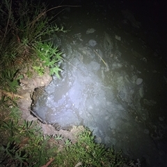 FrogWatch survey at BON100: Stranger Pond, Bonython - 22 Oct 2024