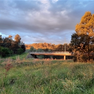 FrogWatch survey at GIN007: Ginninderra Ck @ Barton Hwy - 25 Oct 2024