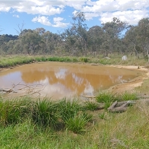 FrogWatch survey at FGD020: O'Connor Ridge Dam - 28 Oct 2024