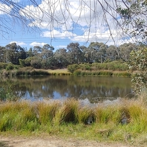 FrogWatch survey at FGD035: AIS Wetland - 28 Oct 2024