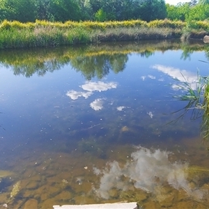 FrogWatch survey at JBT001: Melba Wetland @ BMX - 28 Oct 2024