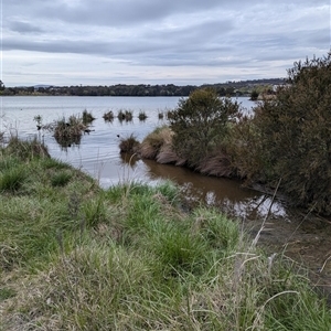 FrogWatch survey at FGD010: Lake G West  - 6 Oct 2024