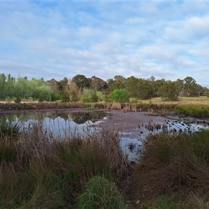 FrogWatch survey at GIN009: Ginninderra Ck @ dam wall - 16 Oct 2024