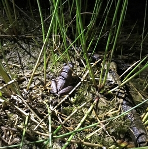 FrogWatch survey at MFL023: Daisy Gate Dam - 30 Oct 2024