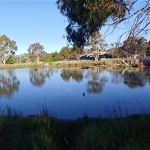 FrogWatch survey at MCW002: McKellar Wetland 2 - 30 Oct 2024