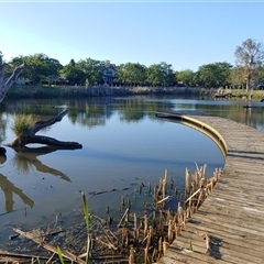 FrogWatch survey at MCW002: McKellar Wetland 2 - 30 Oct 2024