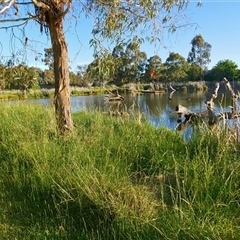 FrogWatch survey at MCW002: McKellar Wetland 2 - 30 Oct 2024