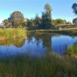 FrogWatch survey at MCW001: McKellar Wetland 1 - 30 Oct 2024