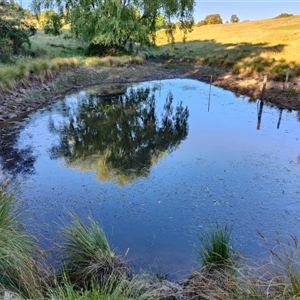 FrogWatch survey at WEE100: Weemalla Sarah's Wallaroo site - 30 Oct 2024