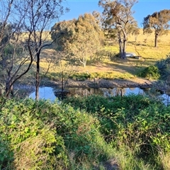 FrogWatch survey at WEE100: Weemalla Sarah's Wallaroo site - 30 Oct 2024