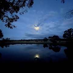 FrogWatch survey at MFL014: Far East dam - 16 Oct 2024