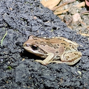 FrogWatch survey at FTD015: TNR Vets Centre - 28 Oct 2024