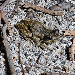 FrogWatch survey at FTD015: TNR Vets Centre - 28 Oct 2024