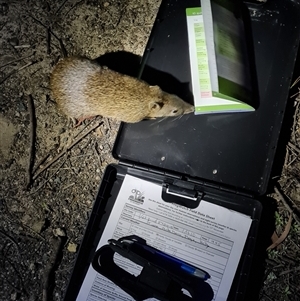 FrogWatch survey at FTD015: TNR Vets Centre - 28 Oct 2024