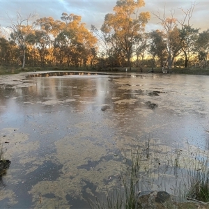 FrogWatch survey at HAL005: TSR Dam W of Barton HWY - 25 Oct 2024