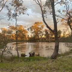 FrogWatch survey at HAL005: TSR Dam W of Barton HWY - 25 Oct 2024