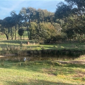 FrogWatch survey at OSR004: Dam 4 Swim Dam - 13 Oct 2024