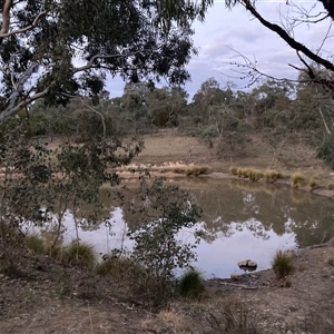 FrogWatch survey at TAY100: Mt Taylor 1 - 9 Oct 2024