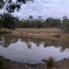 FrogWatch survey at TAY100: Mt Taylor 1 - 9 Oct 2024