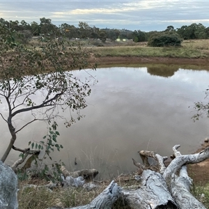 FrogWatch survey at TAY200: Mt Taylor 2 - 9 Oct 2024