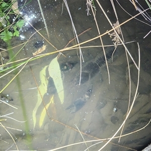 FrogWatch survey at BON100: Stranger Pond, Bonython - 29 Oct 2024