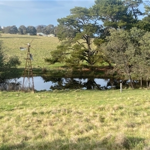 FrogWatch survey at OSR003: Dam 3 Big back dam - 13 Oct 2024