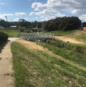 FrogWatch survey at COO580: Cooma Ck @ Skatepark - 31 Oct 2024