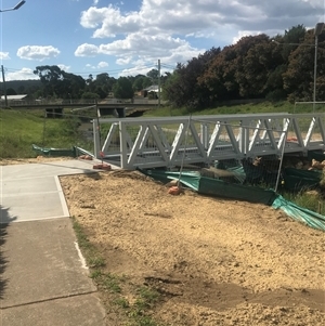 FrogWatch survey at COO580: Cooma Ck @ Skatepark - 31 Oct 2024