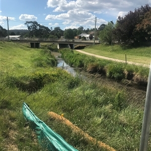 FrogWatch survey at COO580: Cooma Ck @ Skatepark - 28 Oct 2024