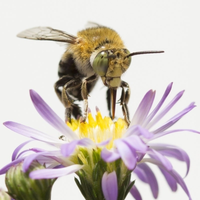 Monitoring Insect Pollinators