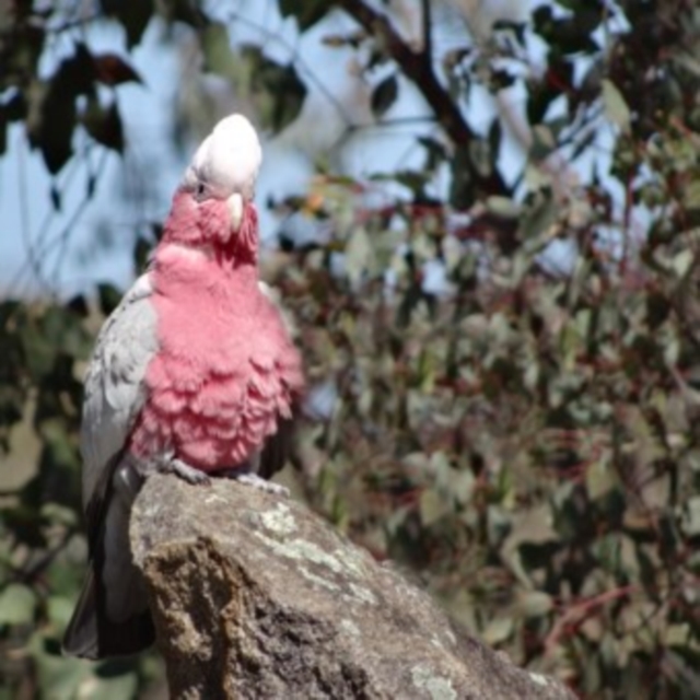 galah681