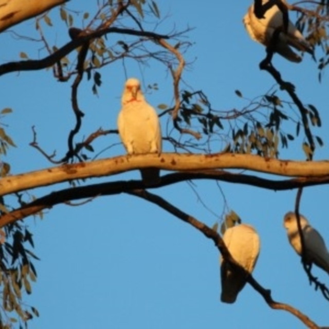 BIrdsinCanberra