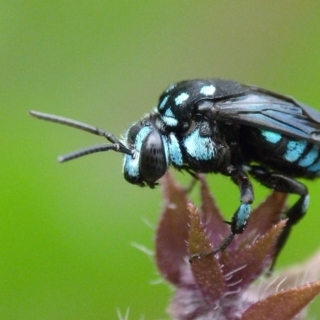 Paperbark native bees