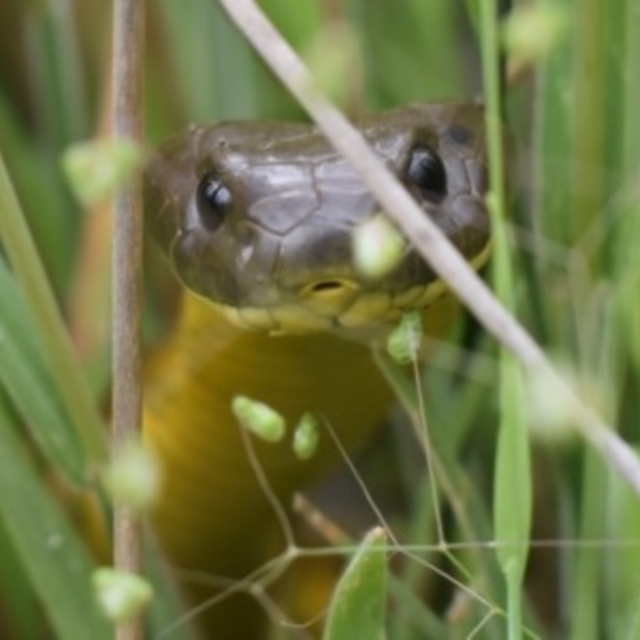 CanberraSnakeRescue