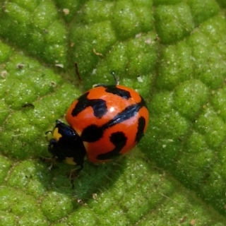 Ladybird