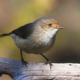 Kooragindi