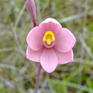 KooragindiFiona
