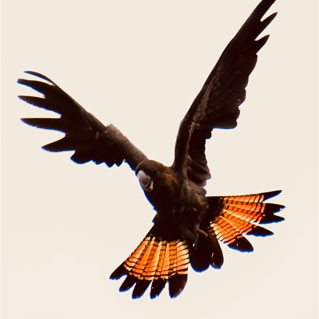 WanderingWings