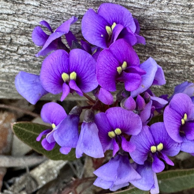 Florens